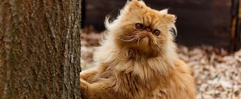 Ricerca Sul Gatto Persiano Per La Scuola Primaria