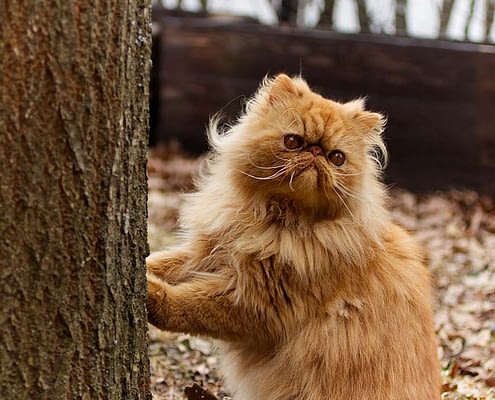 Ricerca sul gatto persiano